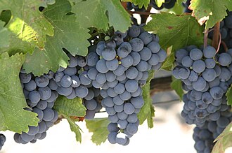 Malbec bunch of clusters close up
