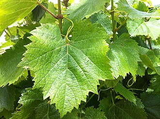 Malbec grape leaf close up