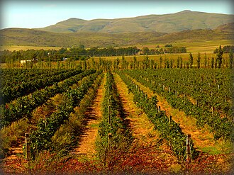Malbec vineyard in Argetina with a mountain background