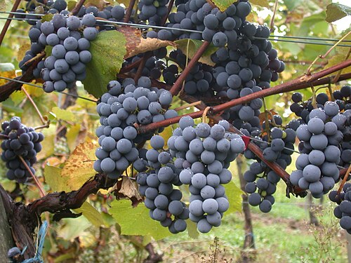 Close-up of Tempranillo grape bunches with dark blue-black berries.