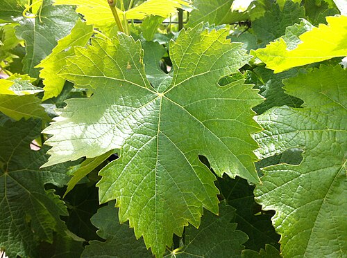 Close-up of a Tempranillo vine leaf showing its lobed shape and serrated edges.