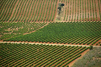 Rioja vineyard showing rows of grapevines in northern Spain.