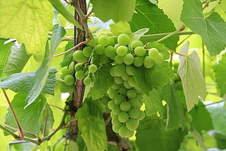 Alvarinho grape cluster pre veraison