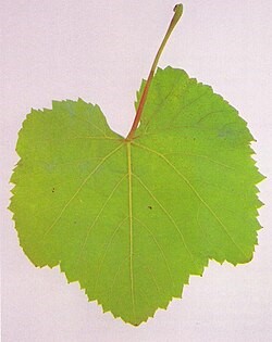 Alvarinho grape leaf back side