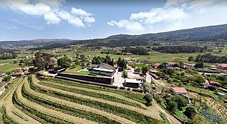 Albariño vineyard with a wide view