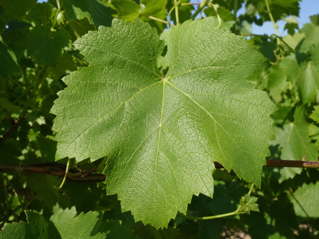 Aglianico grape leaf close up