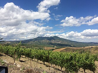 Aglianico grape vineyard at Vulture