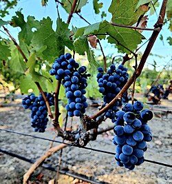 Cabernet Franc grape cluster bunches together