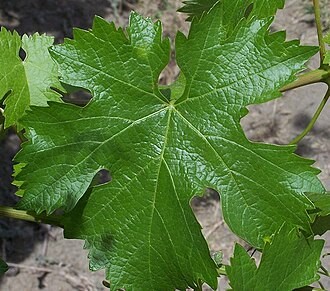 Cabernet Franc grape leas close up.