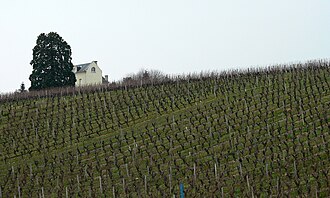 Cabernet Franc vineyard Chinon France