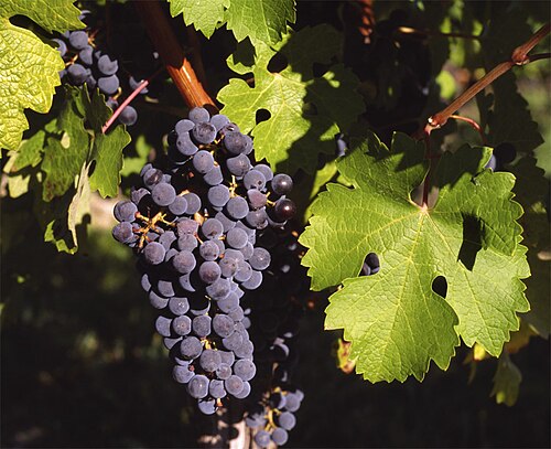 Cabernet Sauvignon grape cluster on the vine