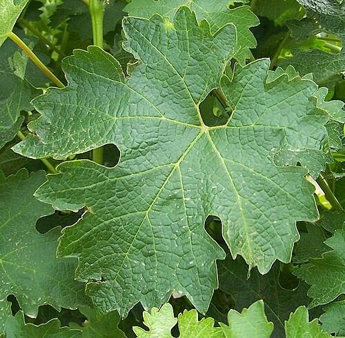 Cabernet Sauvignon grape cluster on the vine