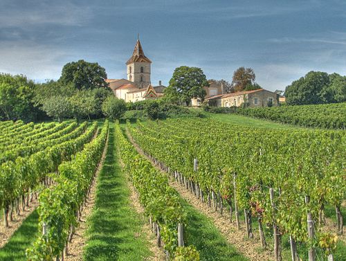 Bordeaux vineyard in France with rows of vines