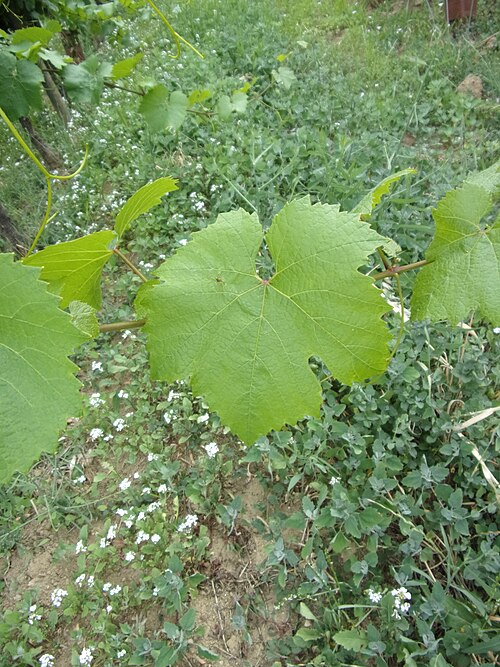 Close-up of a Chardonnay grape leaf in spring