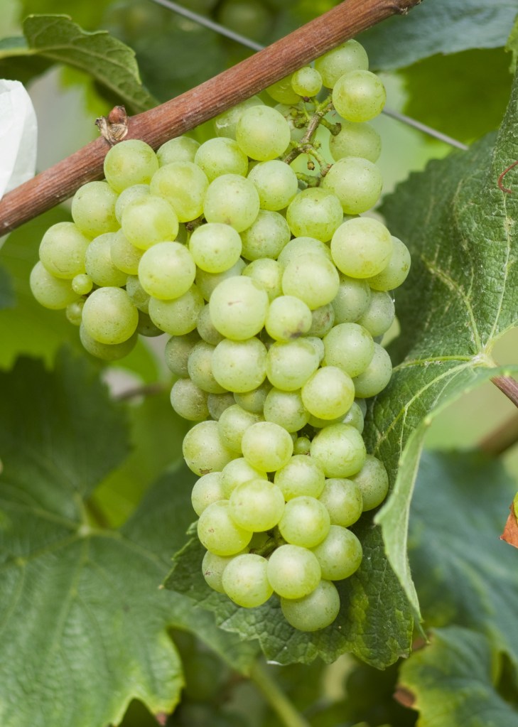 Close up Chardonnay grape cluster