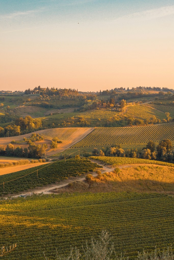 Chardonnay vineyards in Burgundy at golden hour