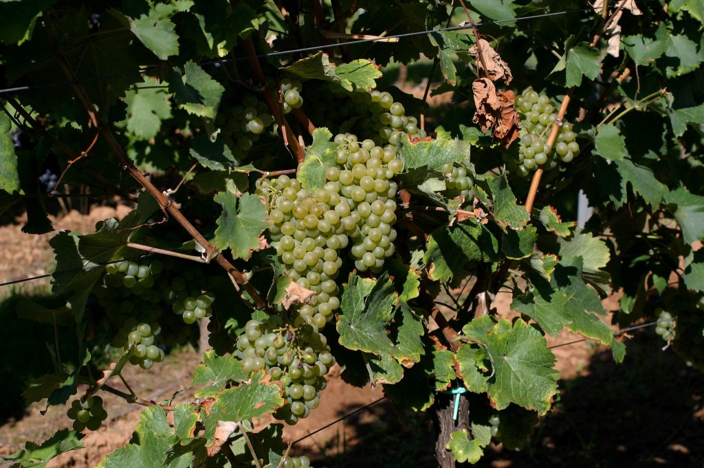Chenin Blanc grape cluster. Bunches together.