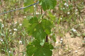 Chenin Blanc grape leaf in close up