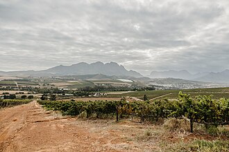 Chenin Blanc grape at Simonsig vineyard in South Africa