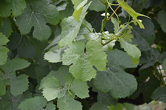 Gewurztraminer grape leafs
