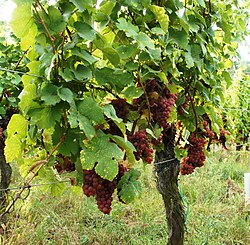 Gewurztraminer cluster of grapes on vine