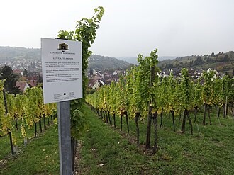 Gewurztraminer vineyard with sign