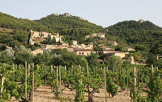 French vineyard with Grenache noir in Gigondas