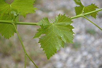 Grenache noir young leaf