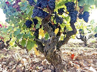 Grenache noir old vine