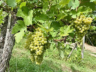 Gruner Veltliner bunch of cluster in the vine