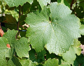 Gruner Veltliner grape leaf in the vine