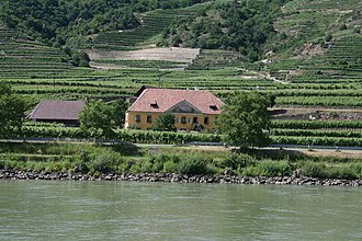 Gruner Veltliner vineyard near the Daube Austria