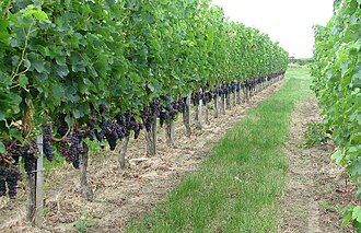 Row of Merlot vines in summer in Bourg France.