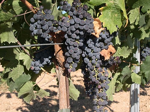 Ripe clusters of Merlot grapes.
