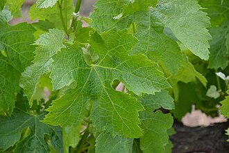 Merlot grape leaf in summer, showing mature green foliage.