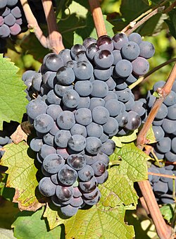 Monastrell grape cluster on the vine closde up