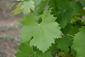 Mourvedre, monastrelle grape leaf close up