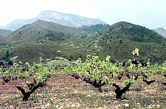 Vineyard of Tannat in Bandol