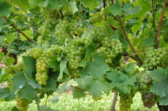 Cluster Muscat a Petit Grains on vine