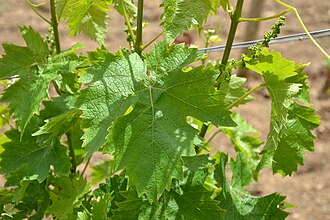 Muscat a Petit Grains grape leaf close up