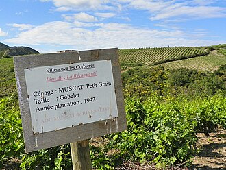 Corbieres vineyard Muscat a Petit Grains
