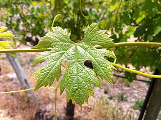 Nebbiolo grape leaf and young flower cluster
