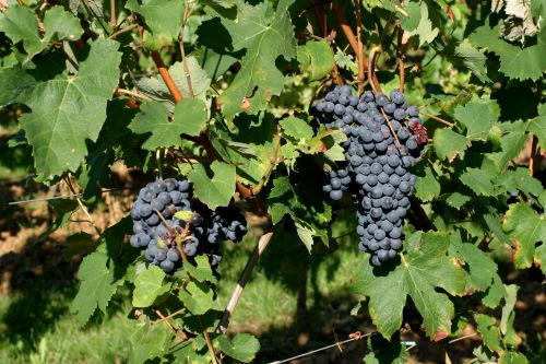 Nebbiolo grape clusters ripening on the vine