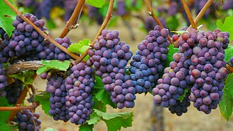 Pinot Gris grape cluster on the vine. Close up