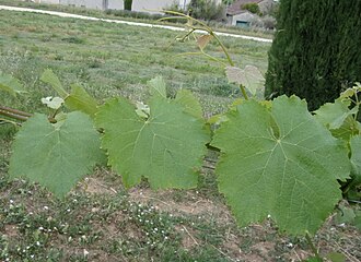 Semillon Grape leaf close up