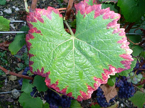 Autumn Pinot Noir grape leaf showing seasonal colour.