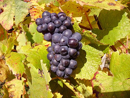 Pinot Noir grape cluster.
