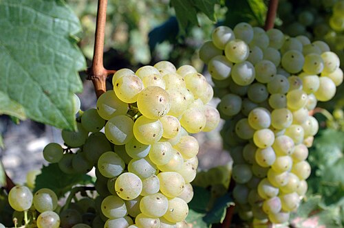 Riesling grape clusters ripening on the vine