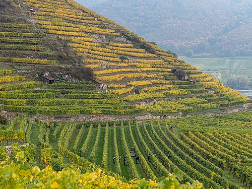 Steep Riesling vineyard in Germany