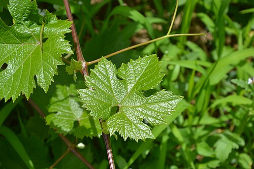 Riesling grape leaf in summer growth
